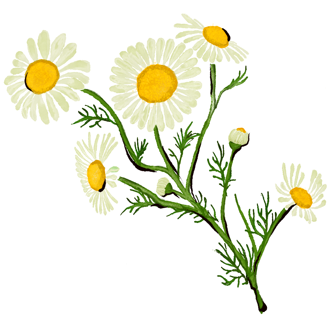 Mace_Cocktail-Art_2024_Spring_CHAMOMILE.png