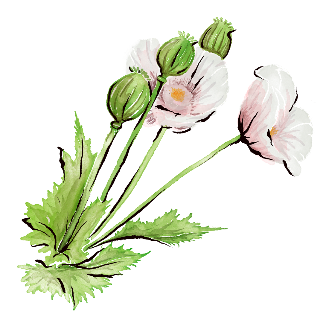 Mace_Cocktail-Art_2023-Spring_1080x1080_POPPY-SEED.png