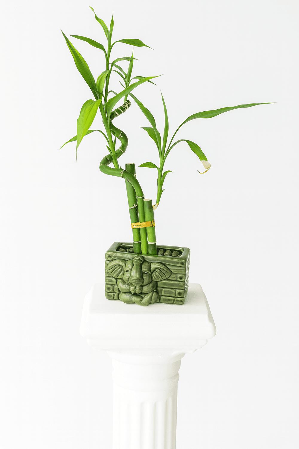 Lucky Bamboo in Elephant Planter (Dracaena sanderiana)  TeeLee Floral and  Events