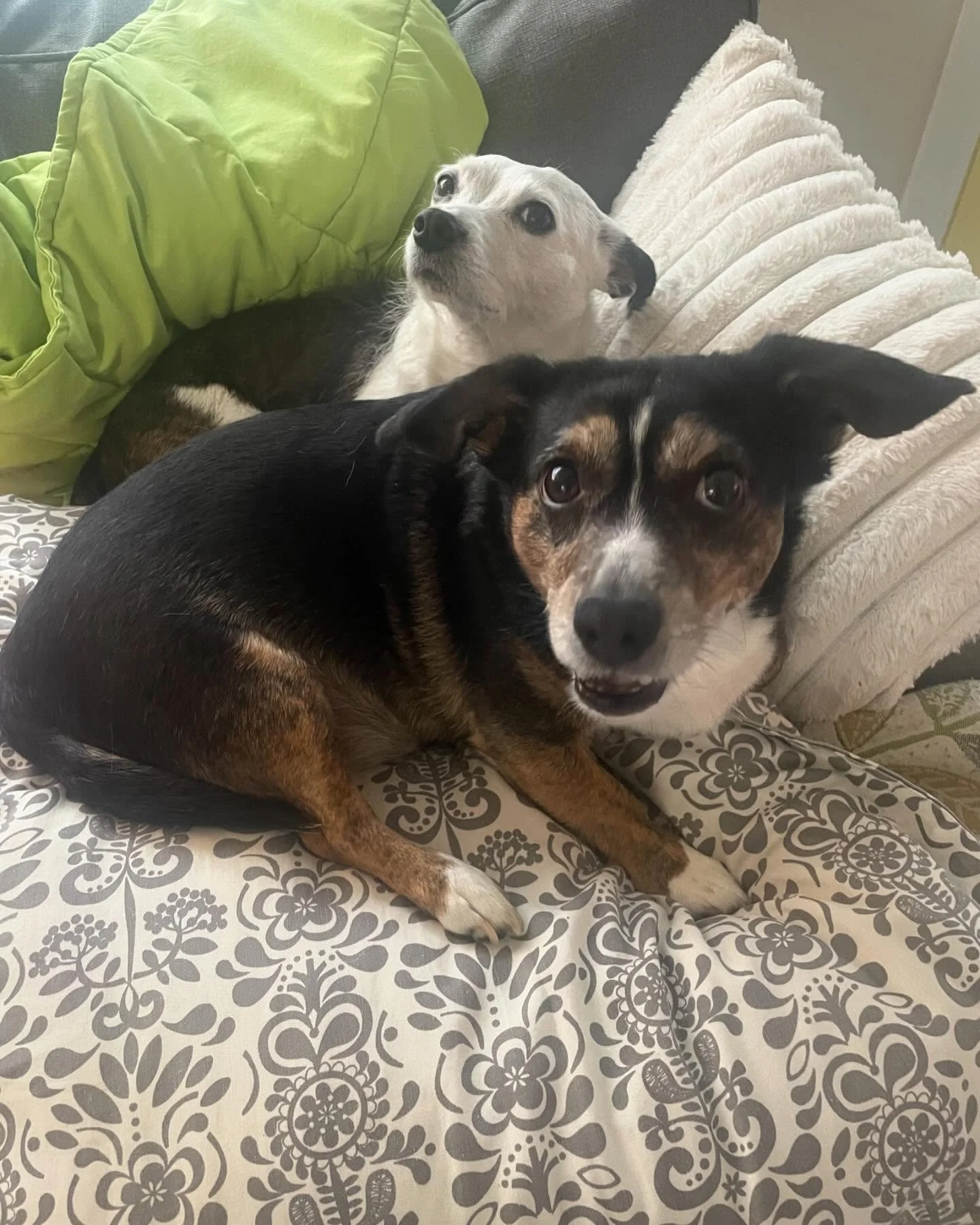 ✨ April Things ✨

1. My Babies

2. What our plates look like every time we leave @tuktuksnackshop 

3 &amp; 4 : Indianapolis Shenanigans

5. The inauguration of Mark Pope - GO CATS

6.You can&rsquo;t run from genetics

7. Volunteering that brings me 