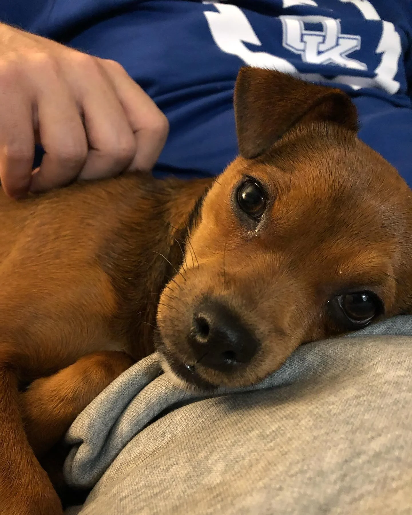 Y&rsquo;all, meet Bean 🫘✨

She came to us through @paws4tc where we also adopted Autumn! She&rsquo;s an elder puppy and won&rsquo;t get too much bigger. She&rsquo;s only been with us a few weeks and she settling into pack vibes nicely 🥰

Shelters a