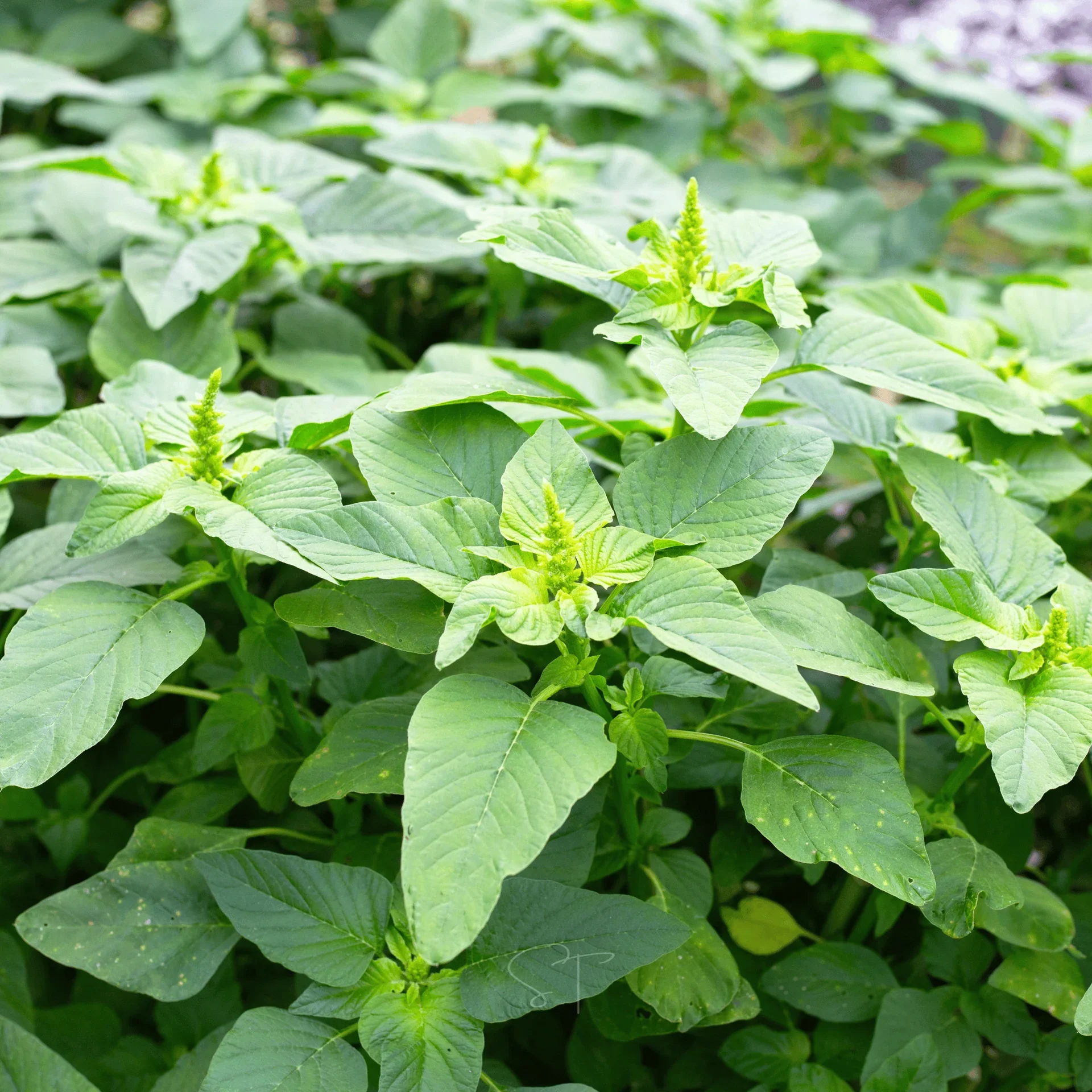 green-callaloo-amaranth-100-seeds-packet-seed-therapy-2080476.png.webp