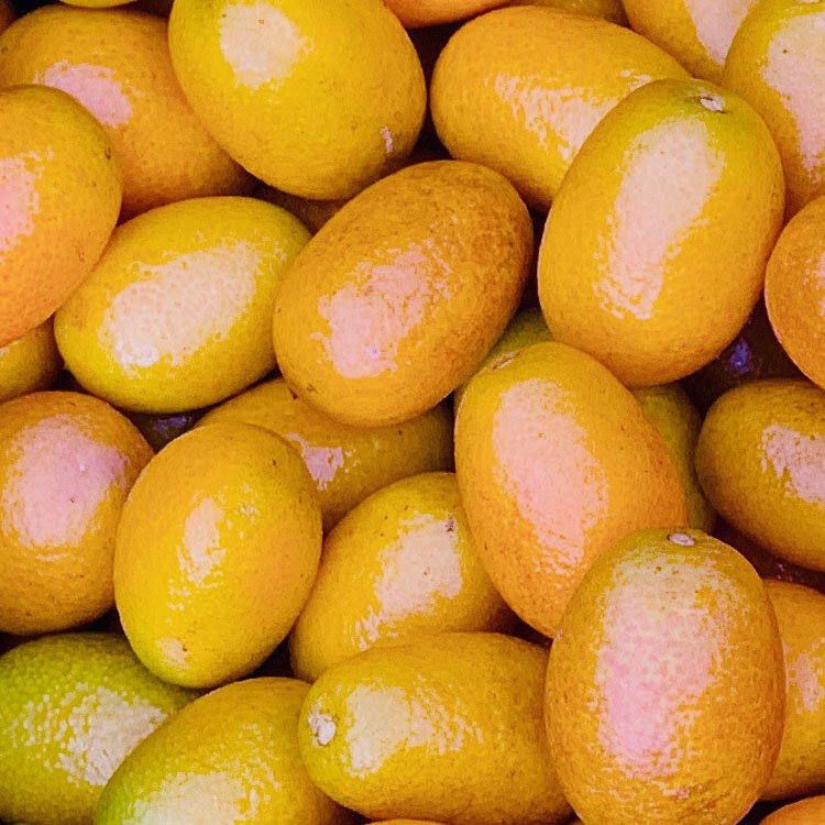 Nourish Kauai kumquats.jpg