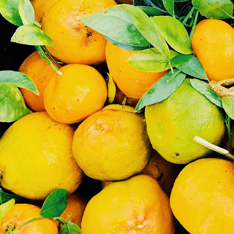 Nourish Kauai oranges 1.jpg
