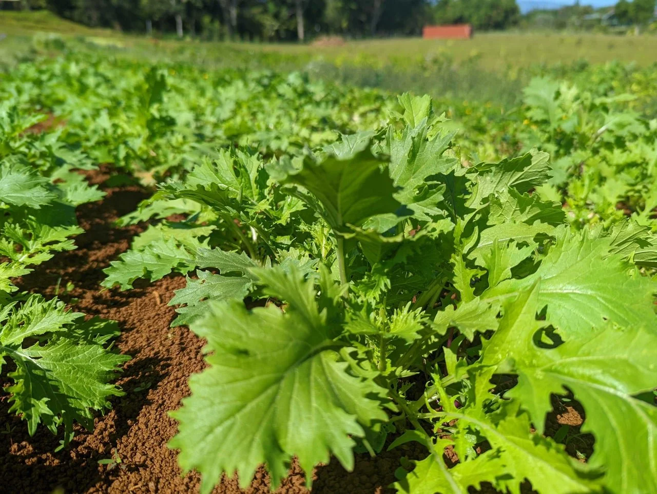 Mizuna (Japanese mustard greens)