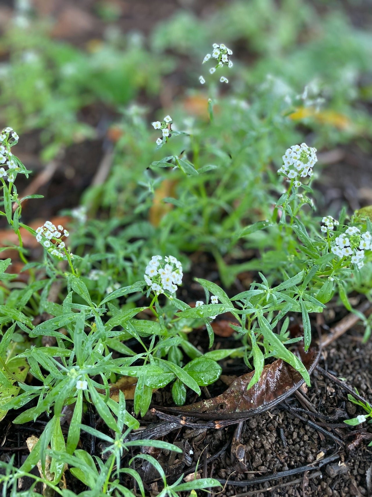 Alyssum (Edible Flowers)