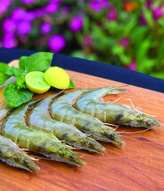 kauai shrimp.png