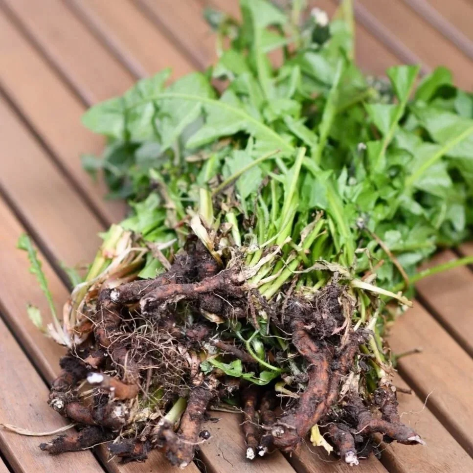 Freshly-harvested-dandelion-root-1024x1024.jpg