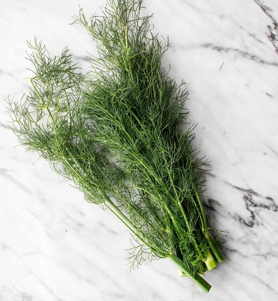 Fennel