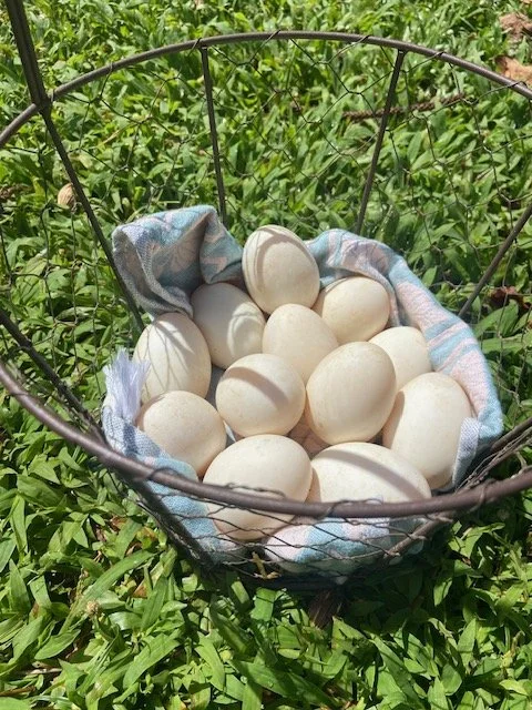 Duck Eggs