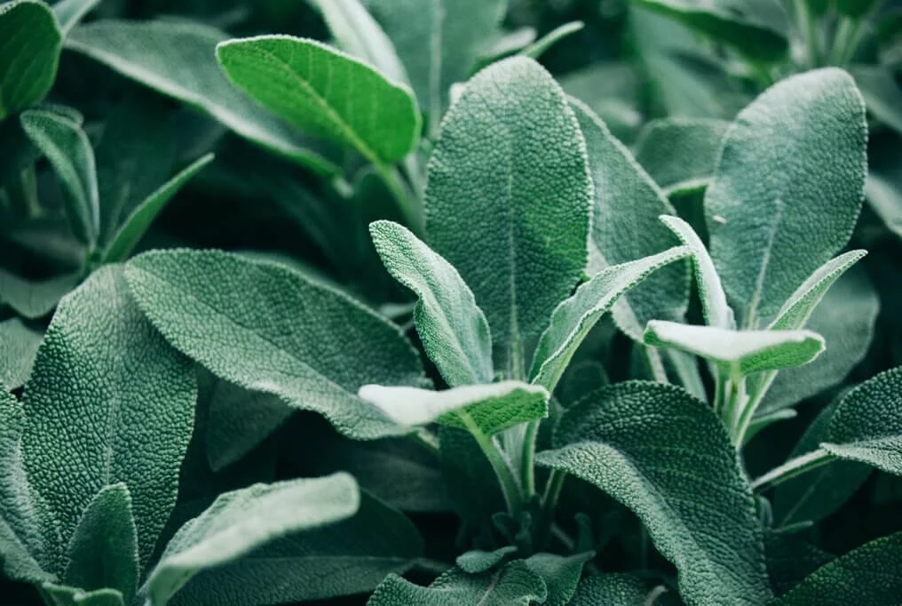 broadleaf-sage.jpg