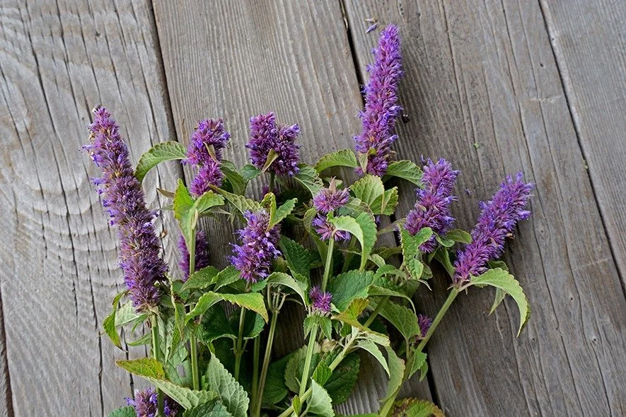 Anise Hyssop