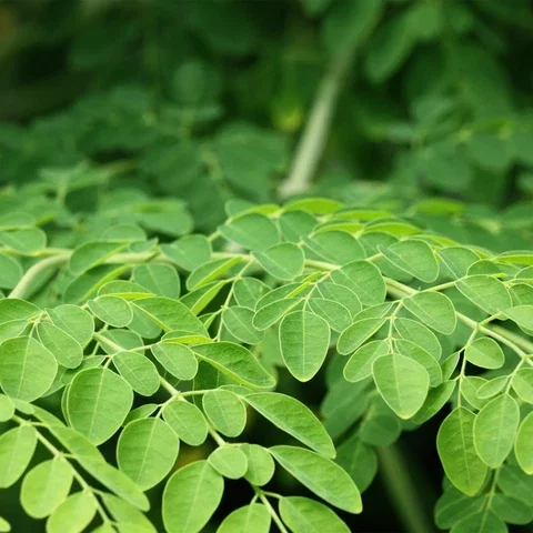 Moringa