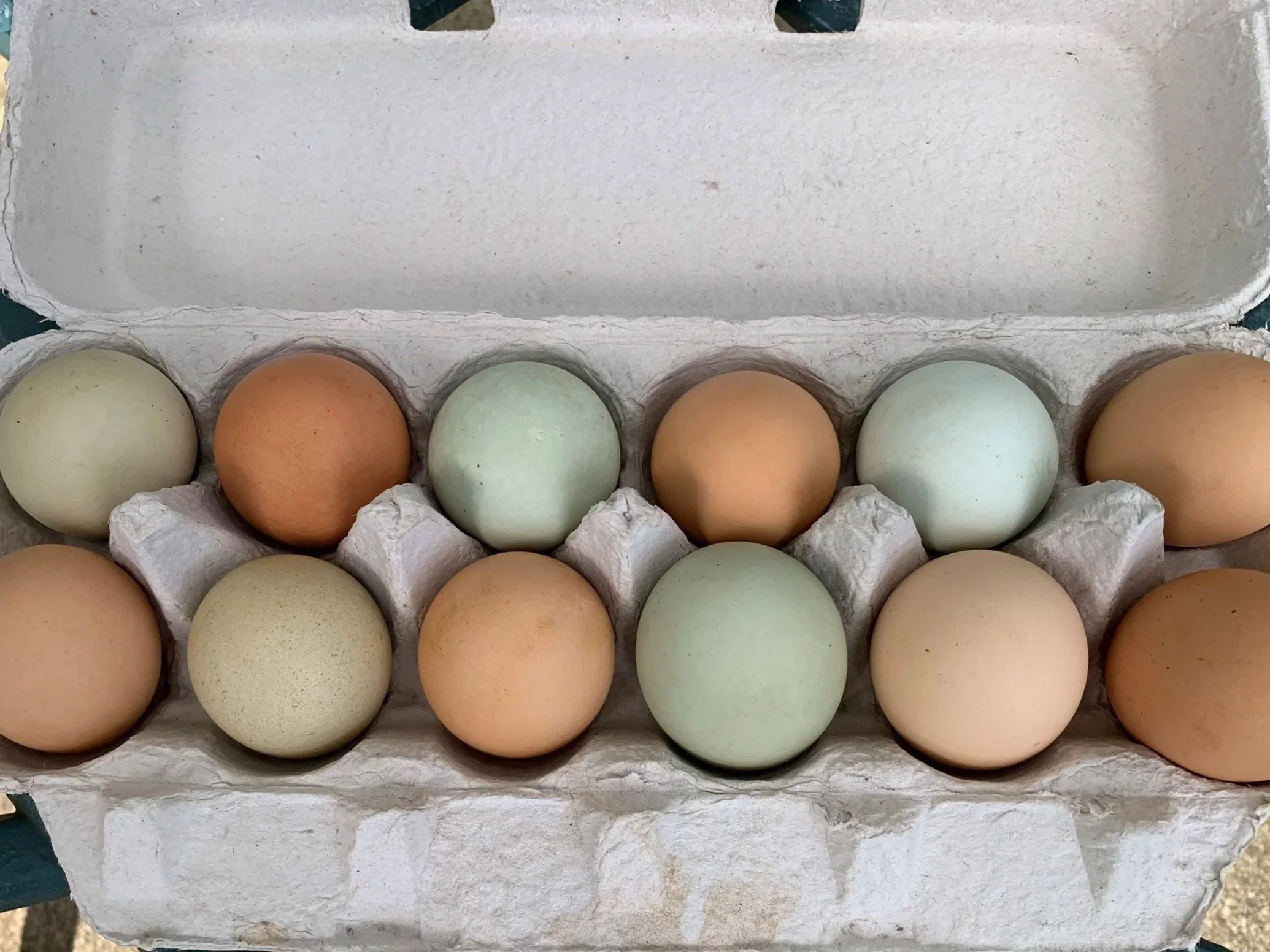 Chicken Eggs
