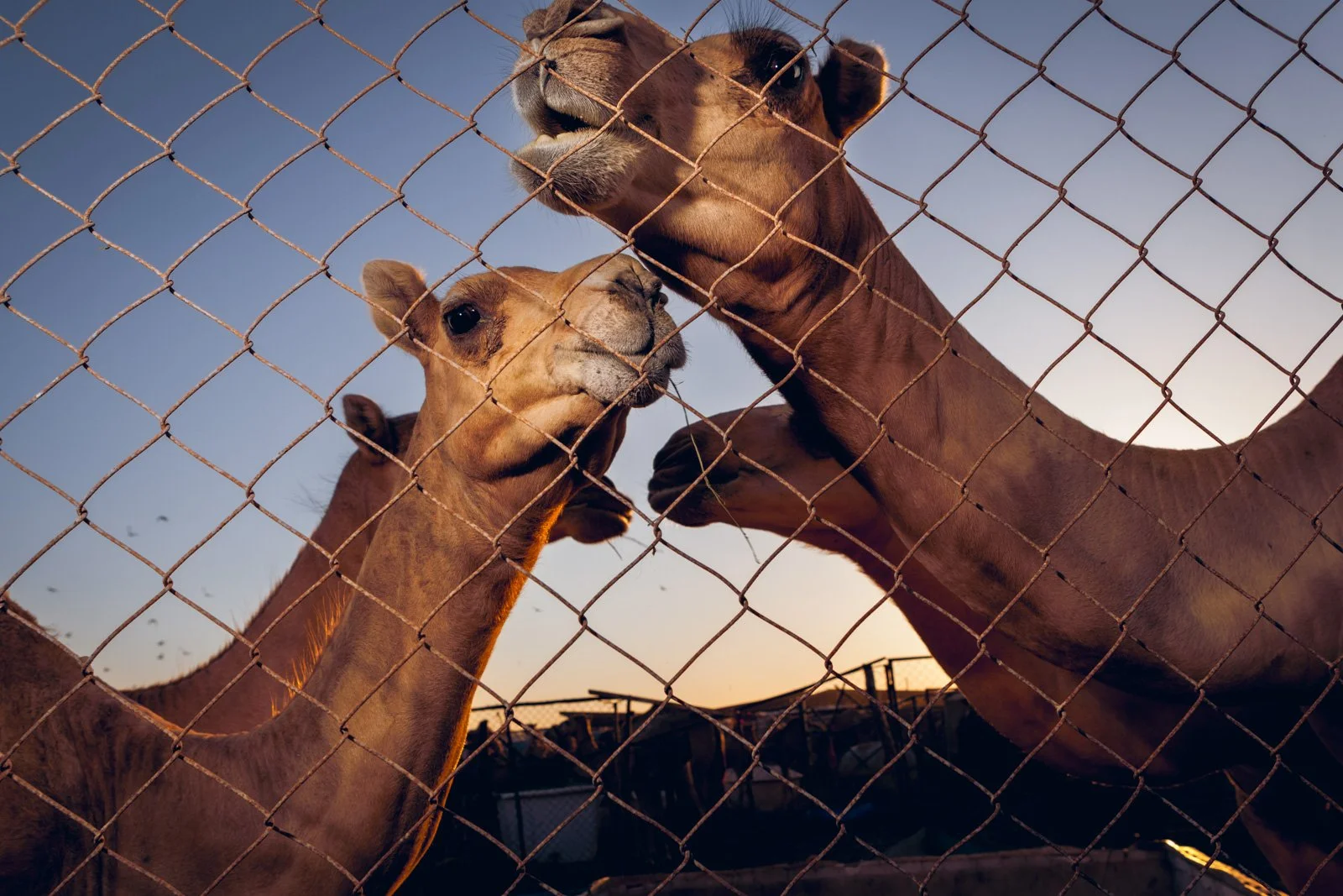 Thumbnail for documentary picture story featuring livestock goats at a Qatari market at golden hour by Hammad Iqbal