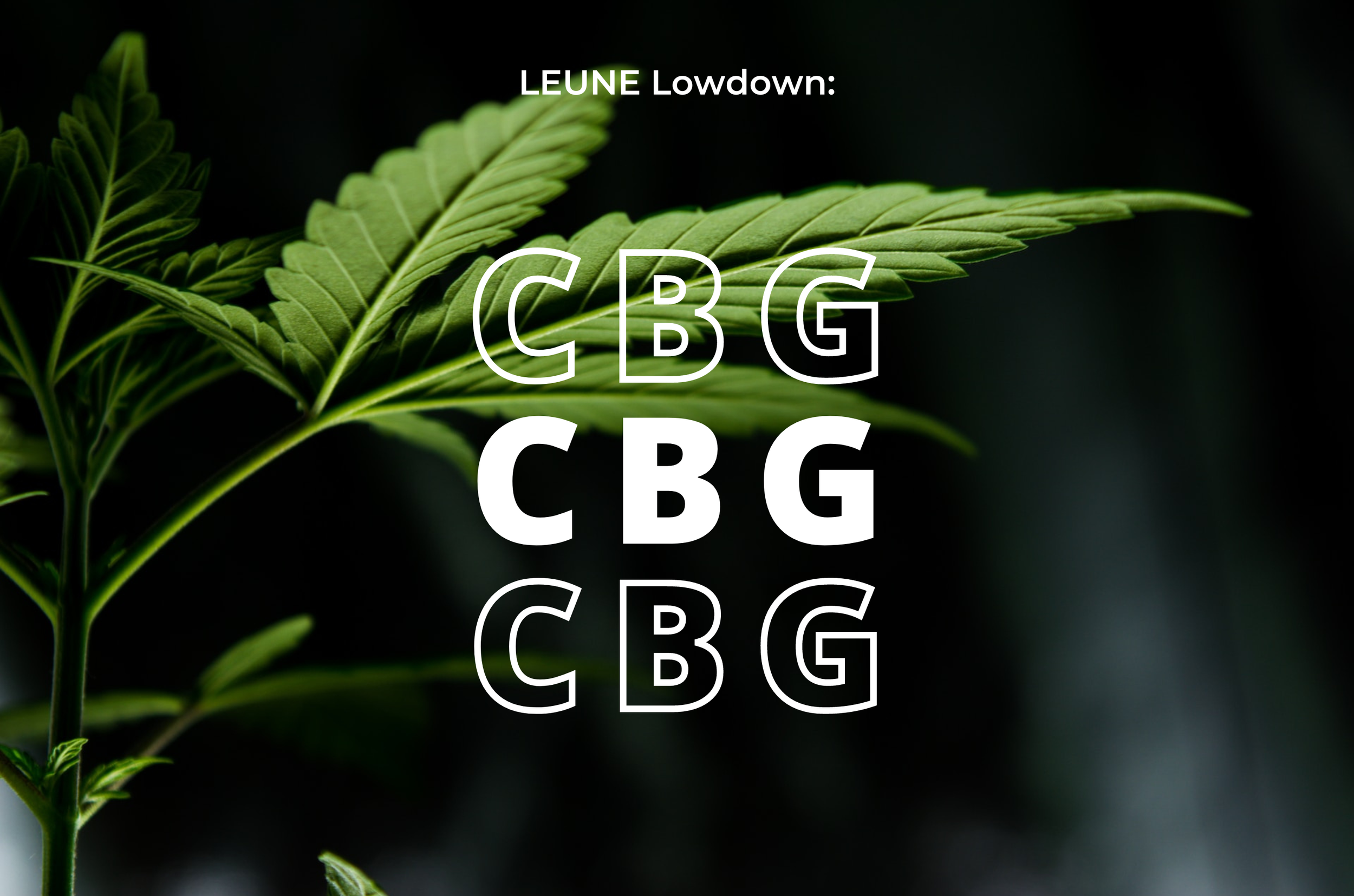 The LEUNE Lowdown: CBG | LEUNE
