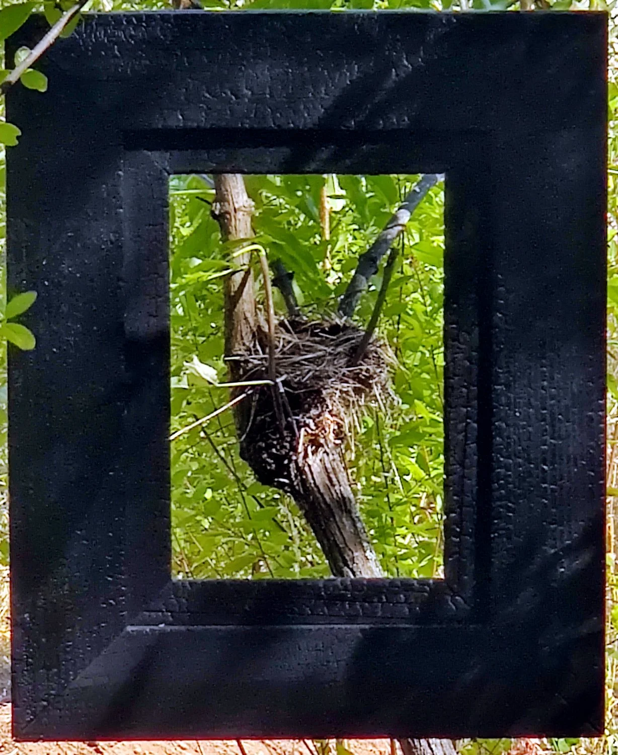 Frame - Nest.JPG