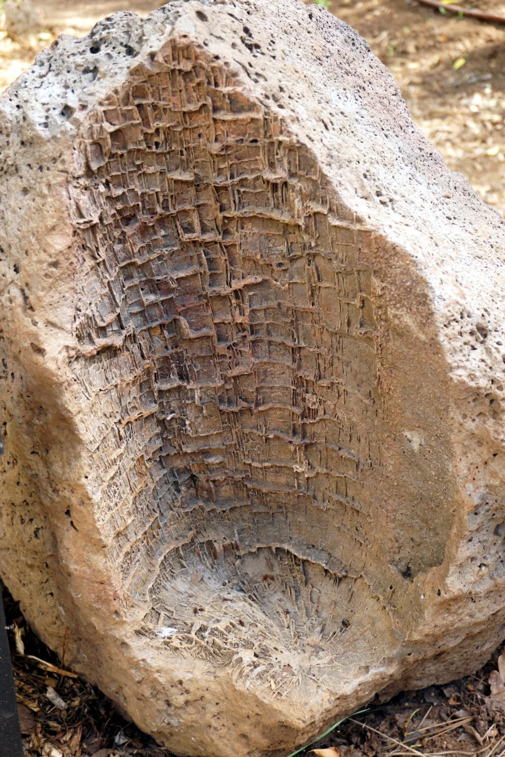 Lava Rock Tree Cast.JPG