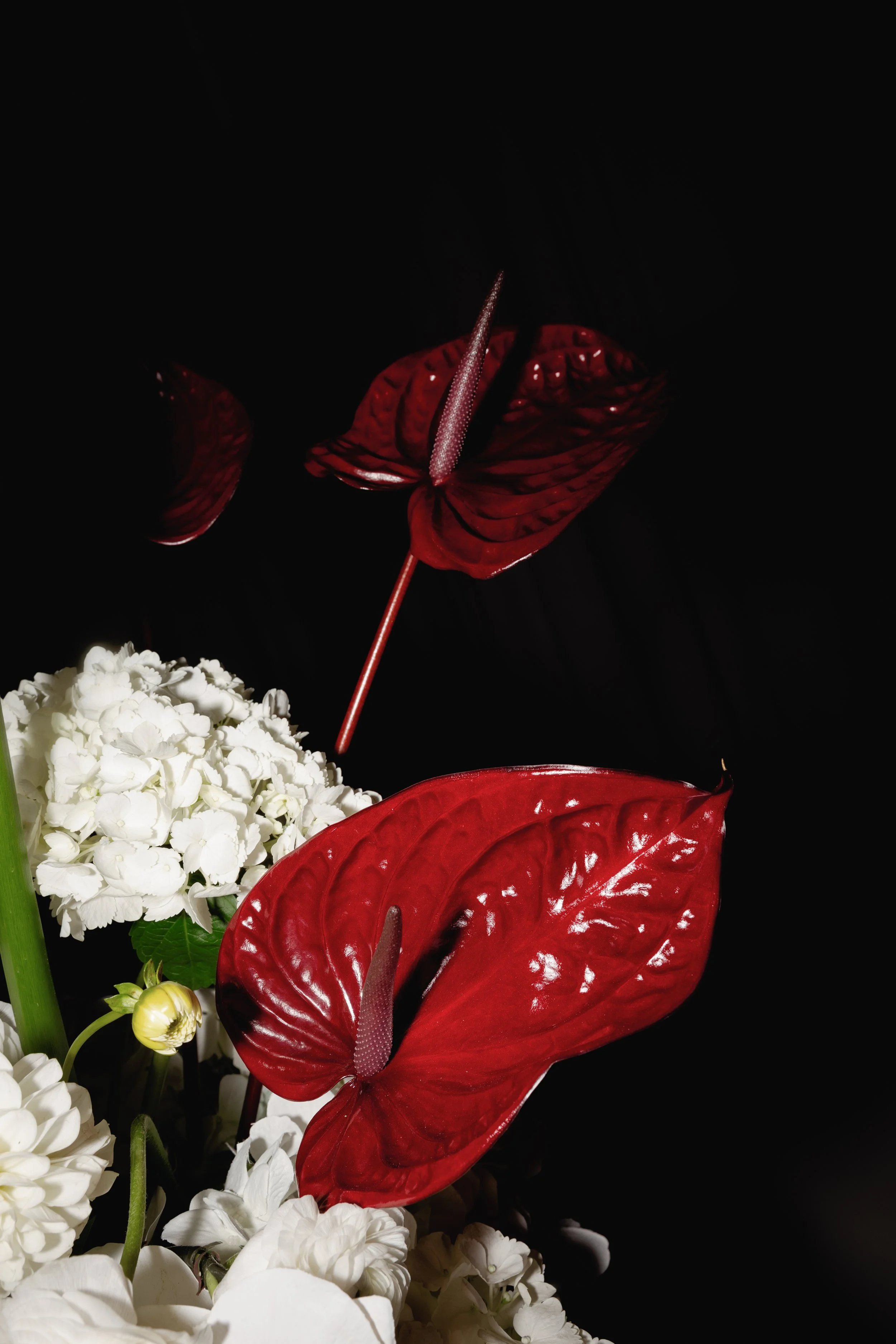 Close-up of a floral arrangement with white flowers and large red anthurium flowers with dark background.