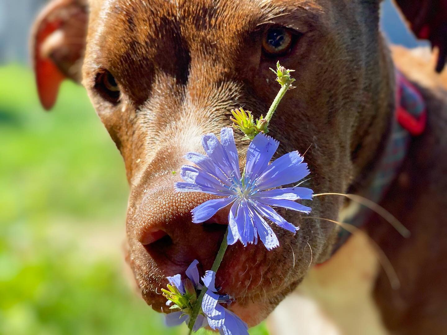 Take a few minutes today to go outside and explore the flowers like Benji. 
It will be worth it. #wisdomwednesday