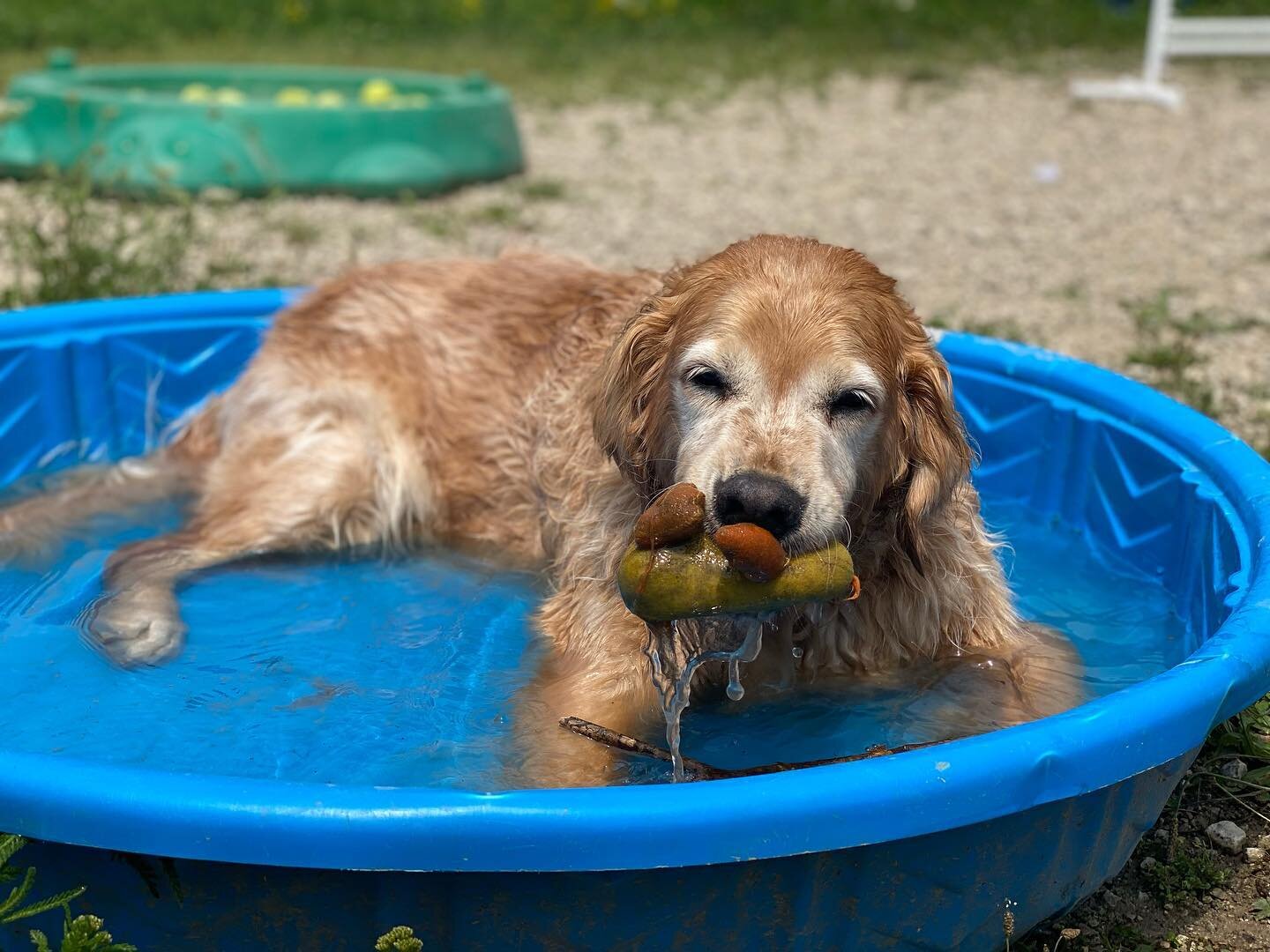 Happy Friday morning from the one, the only, Gibson! 
He had a good romp and swim at the social club yesterday with all of his furrends