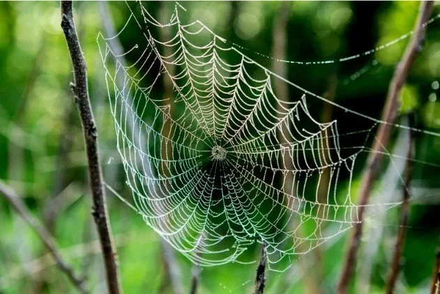 Relationship Anarchy: build a healthy “web” of relationships