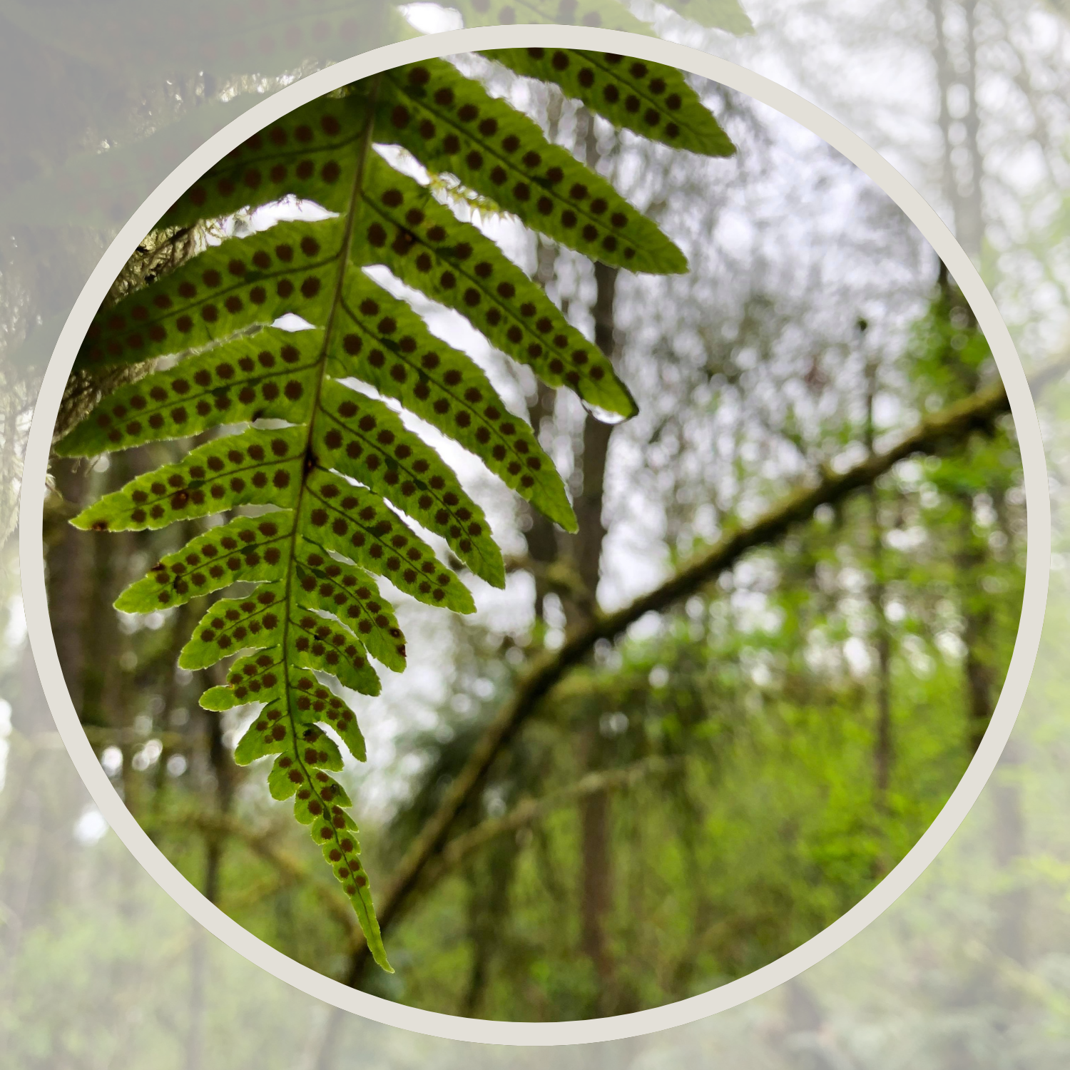 Green fern with water drops