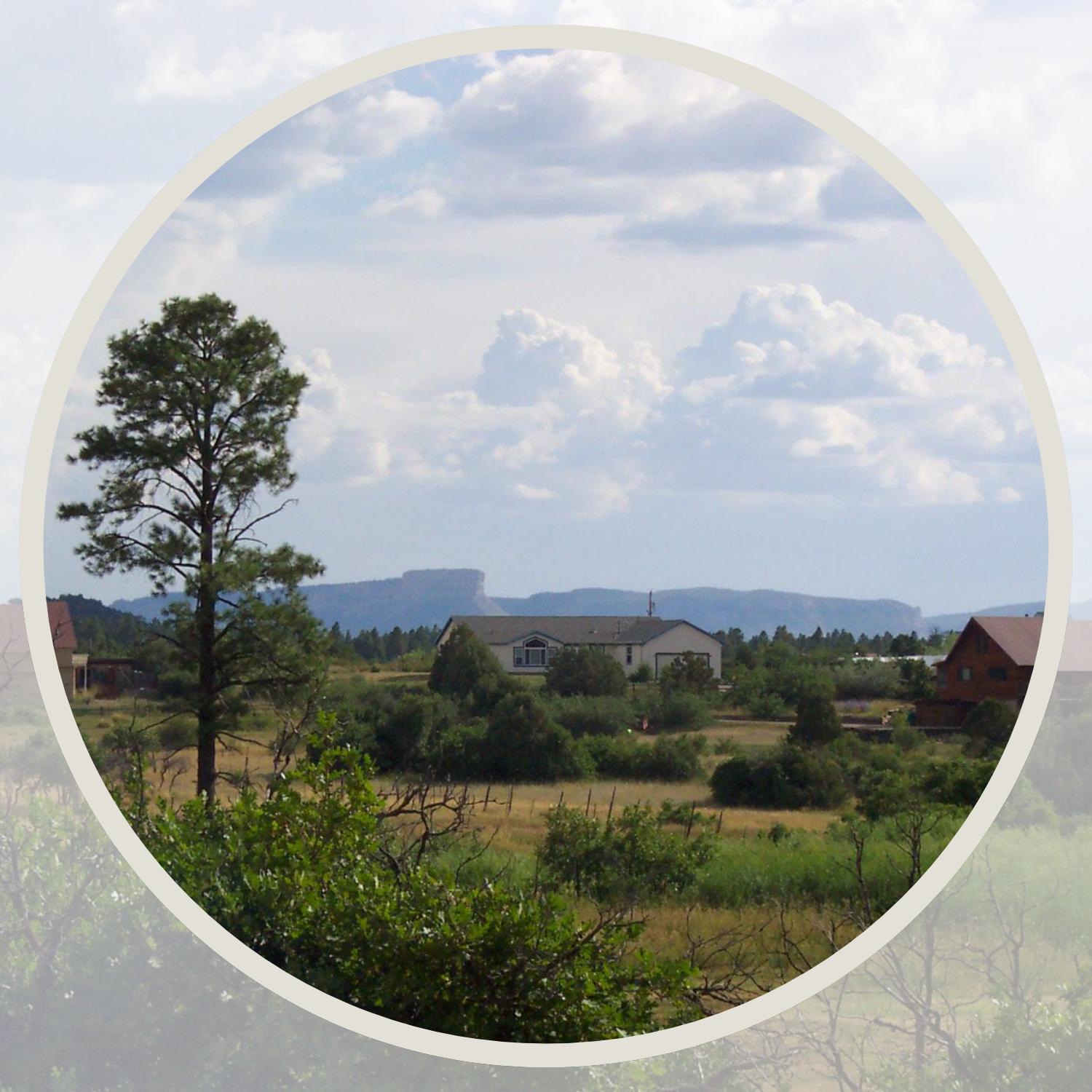 Ponderosa pine tree and blue sky