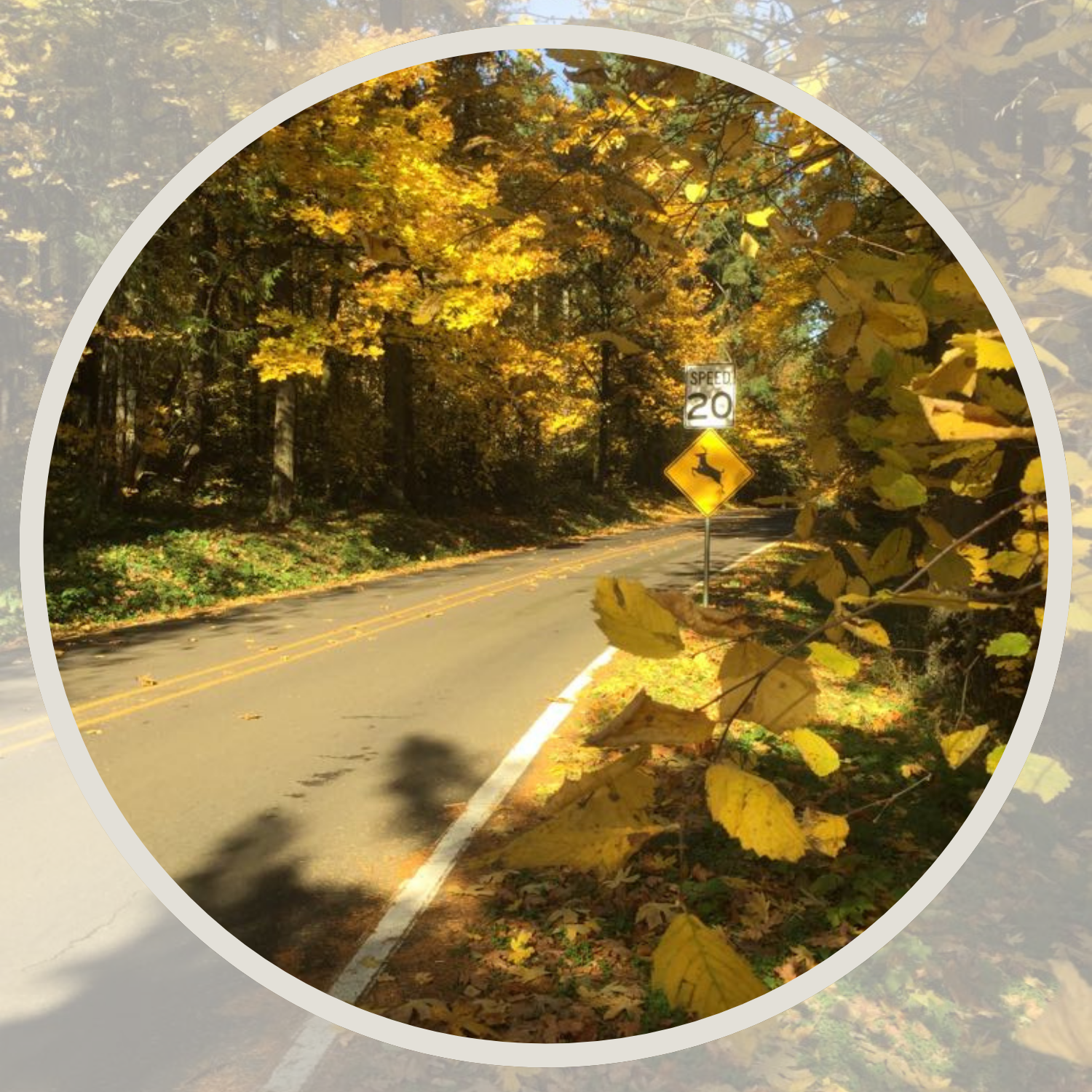 A two-lane road with golden fall leaves and a deer crossing sign
