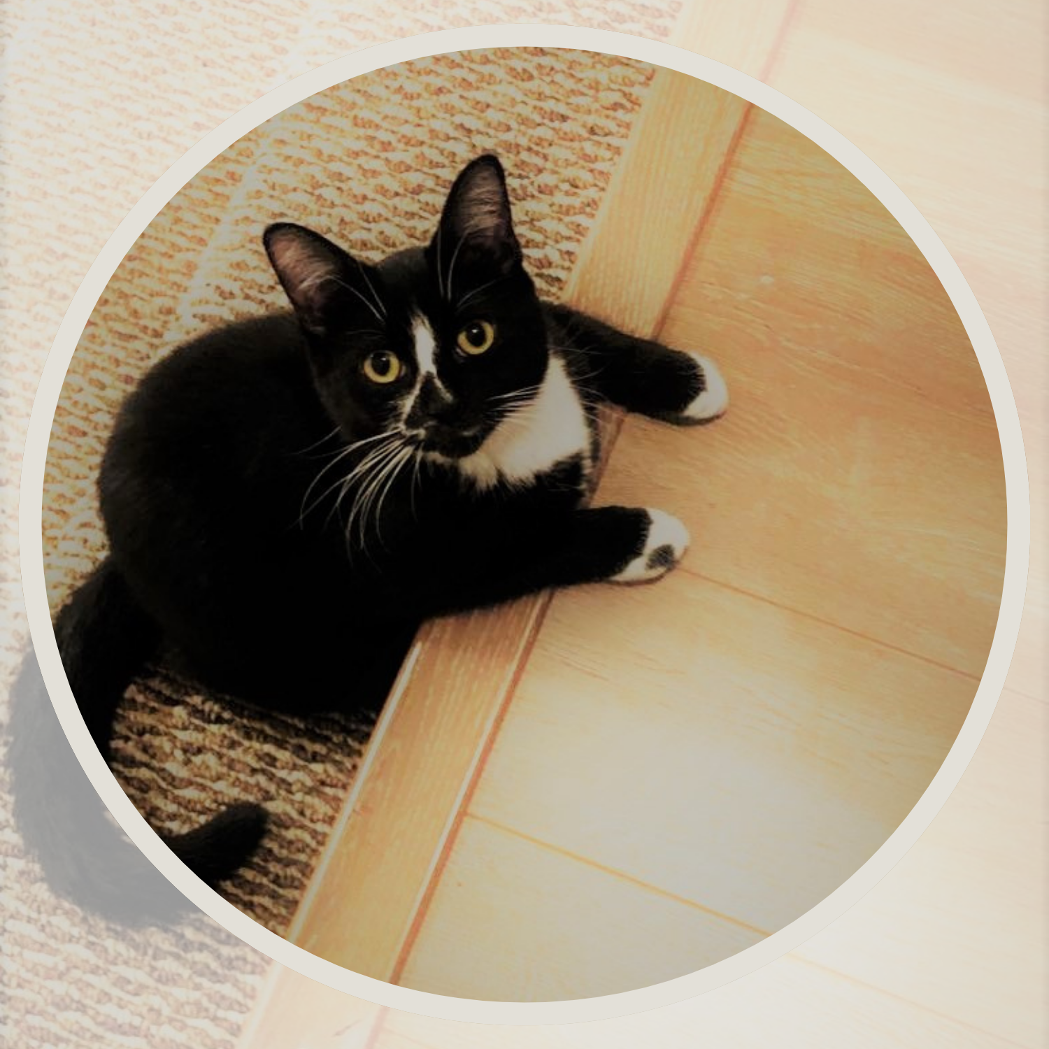 A black and white tuxedo cat looks impertinently at us