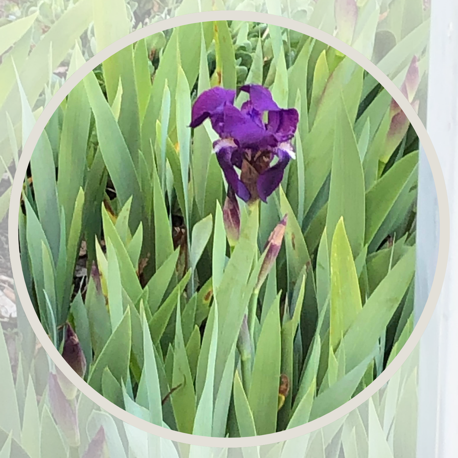 Purple iris