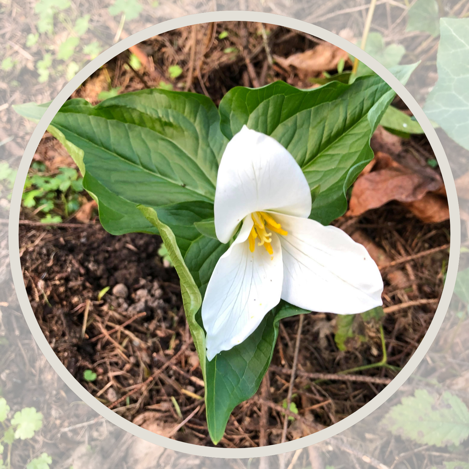 A white trillium flower with green leaves