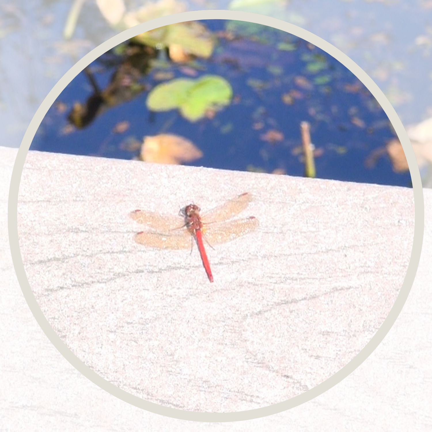 A pink dragonfly with water lilies in the background