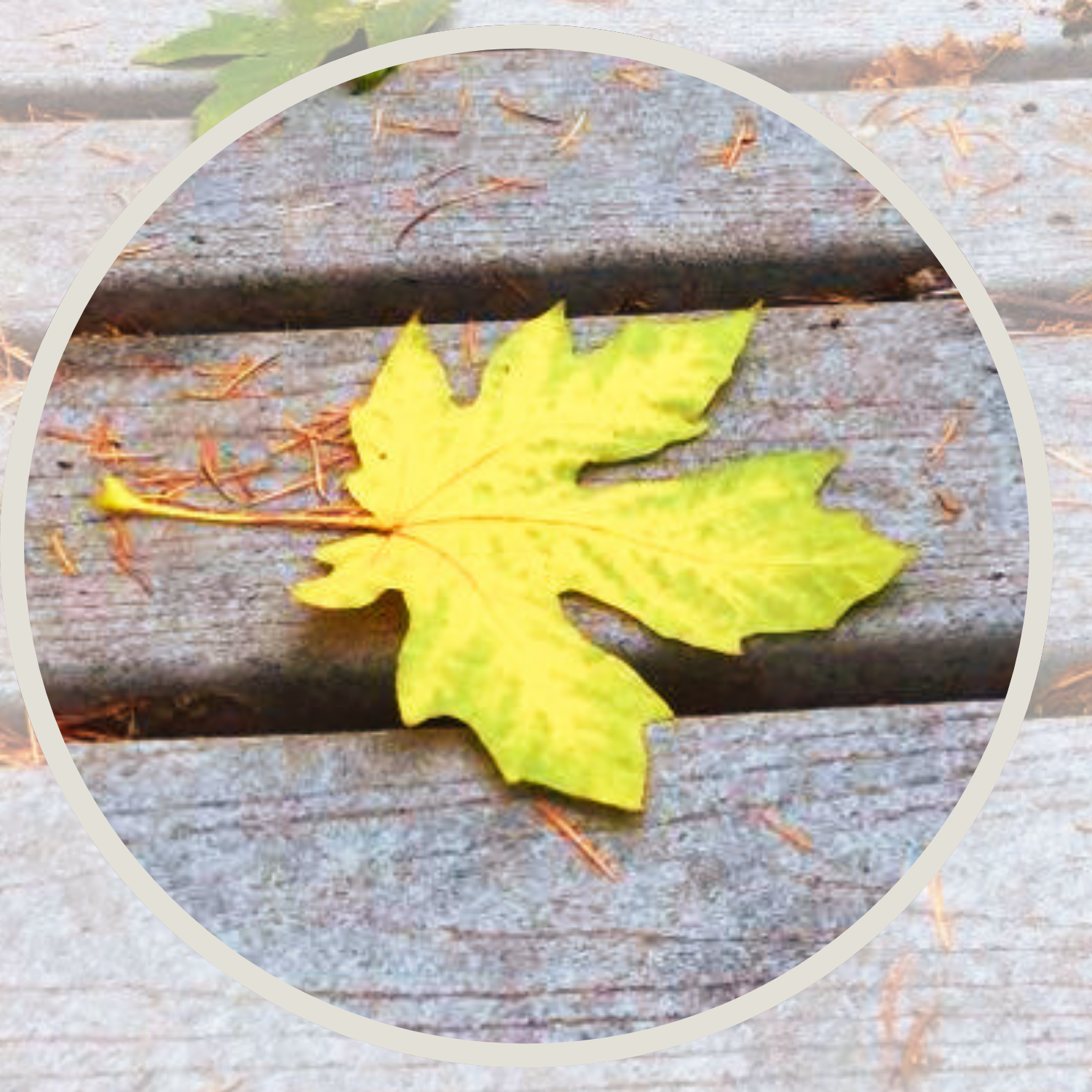 Gold and green maple leaf