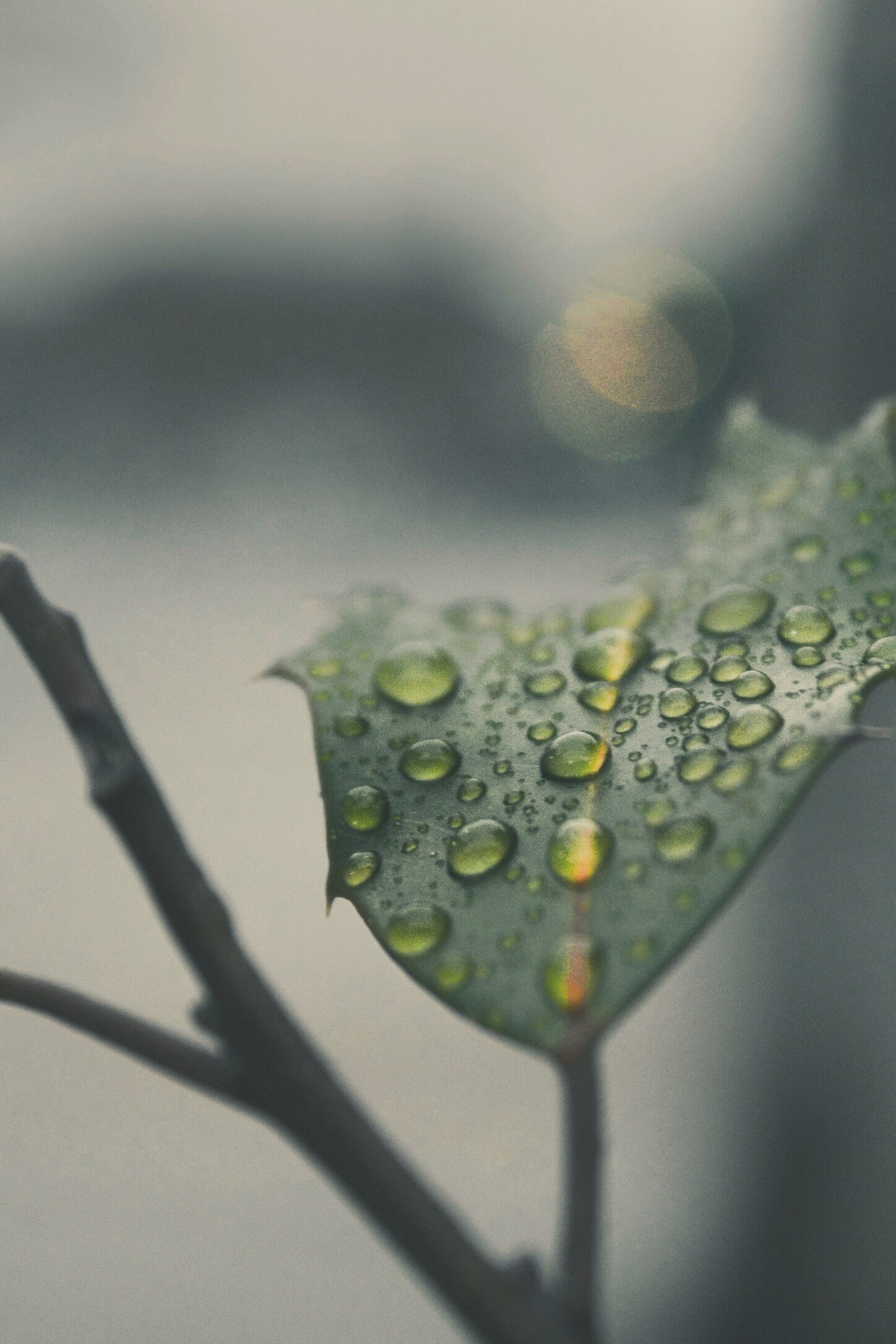 1518C741-E5D7-48C8-A70D-ADBA0DA50604.jpeg