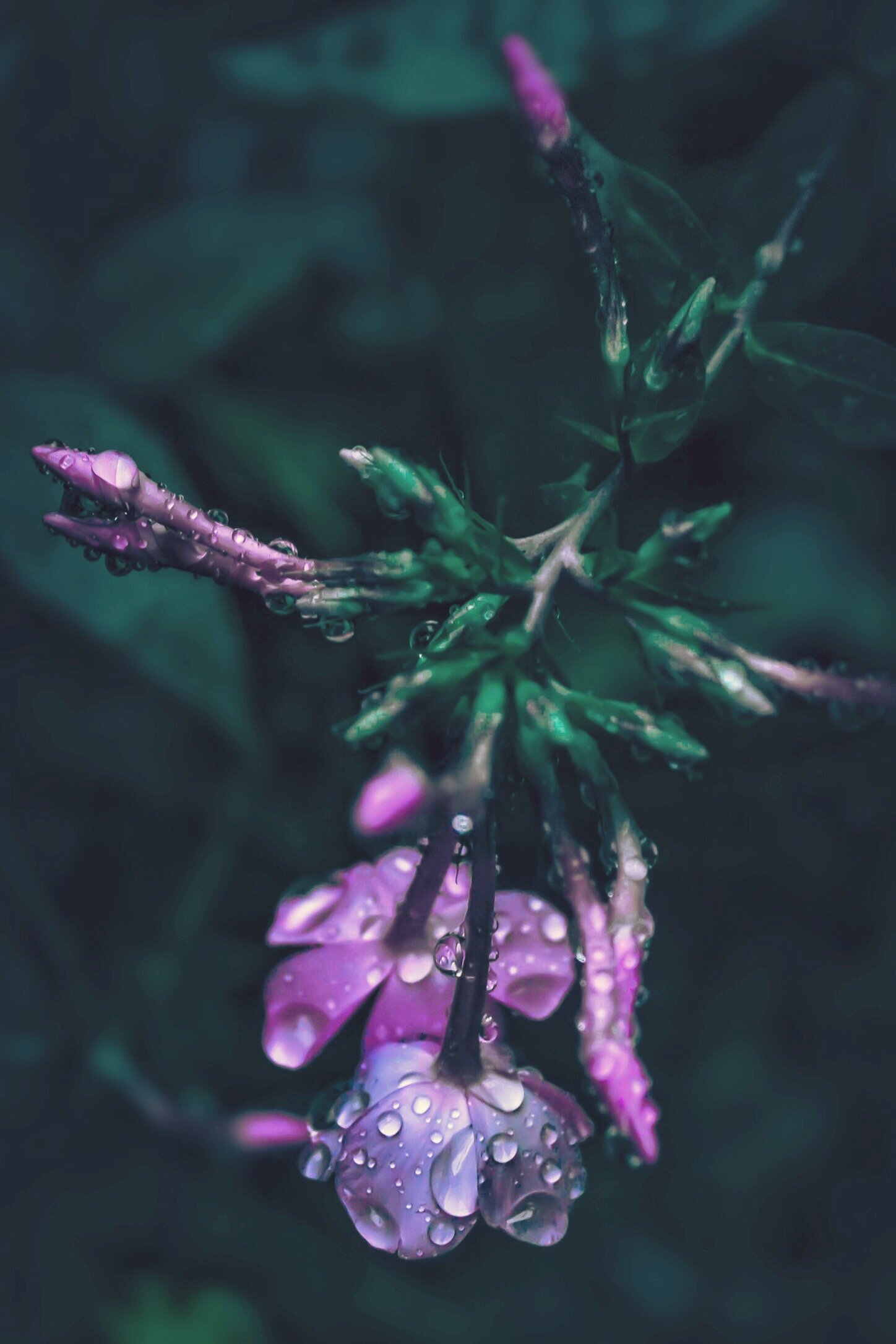 C3EBC76A-5E51-4EF4-BDEB-415FA944C0A8.jpeg