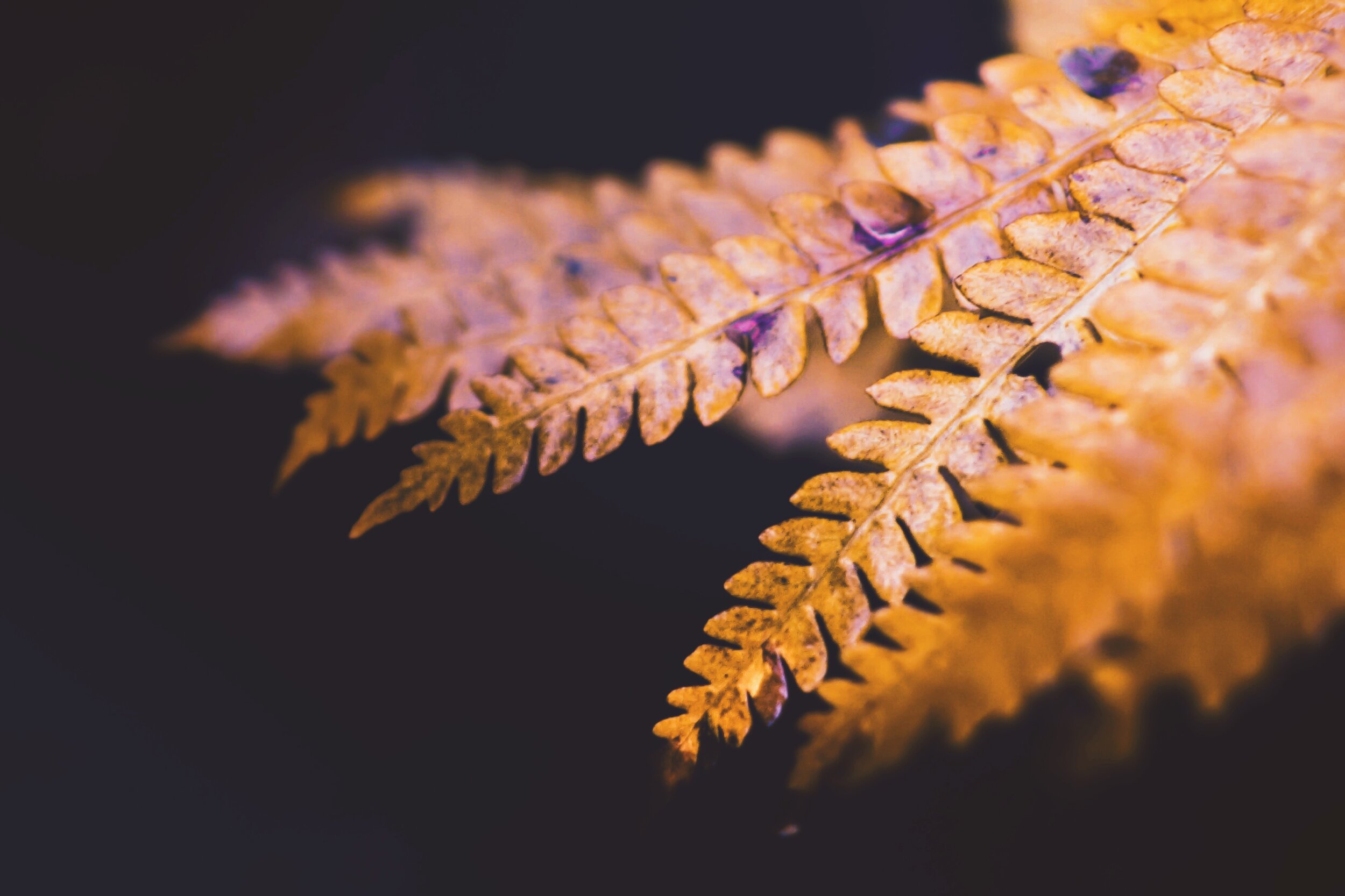 AD1D709E-AB53-47C7-AE24-34CBB483BBFF.jpeg