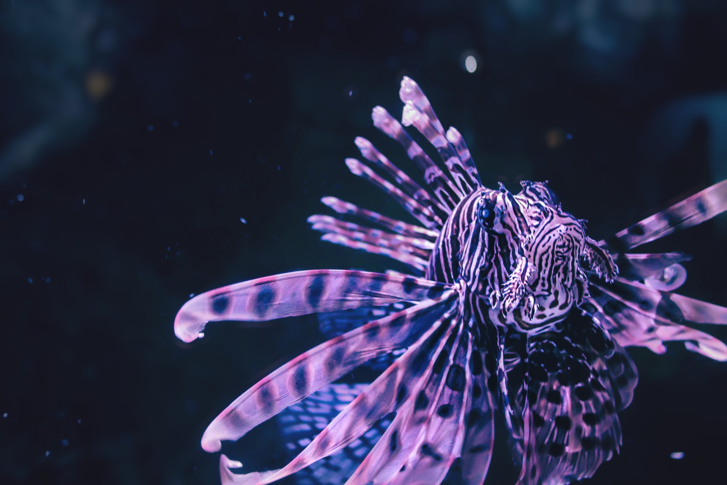 A8FF18D4-EADF-4F93-8374-9C59BA0596A6.jpeg