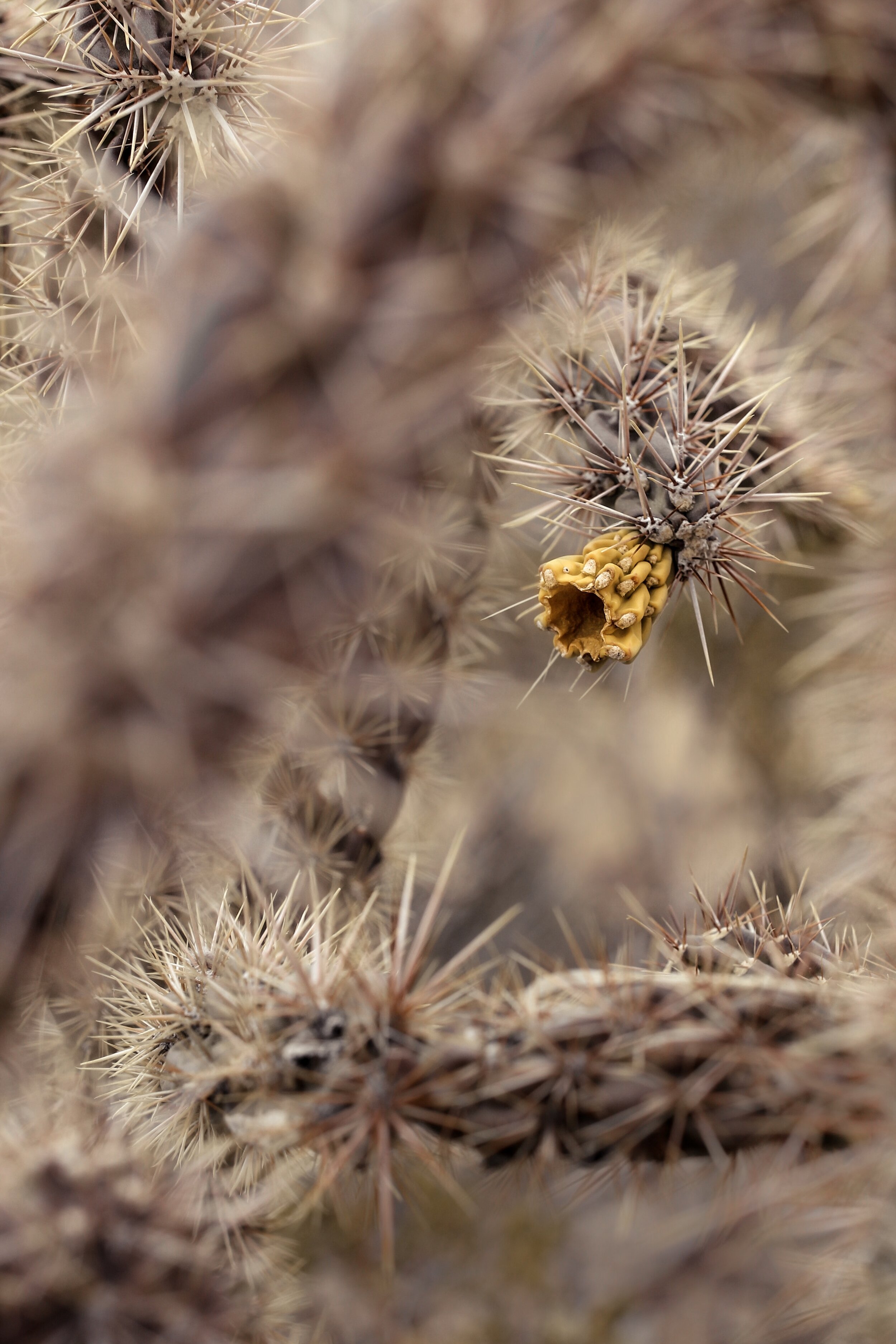 C124A1F0-275B-4043-8B91-CF4B27490A30.jpeg