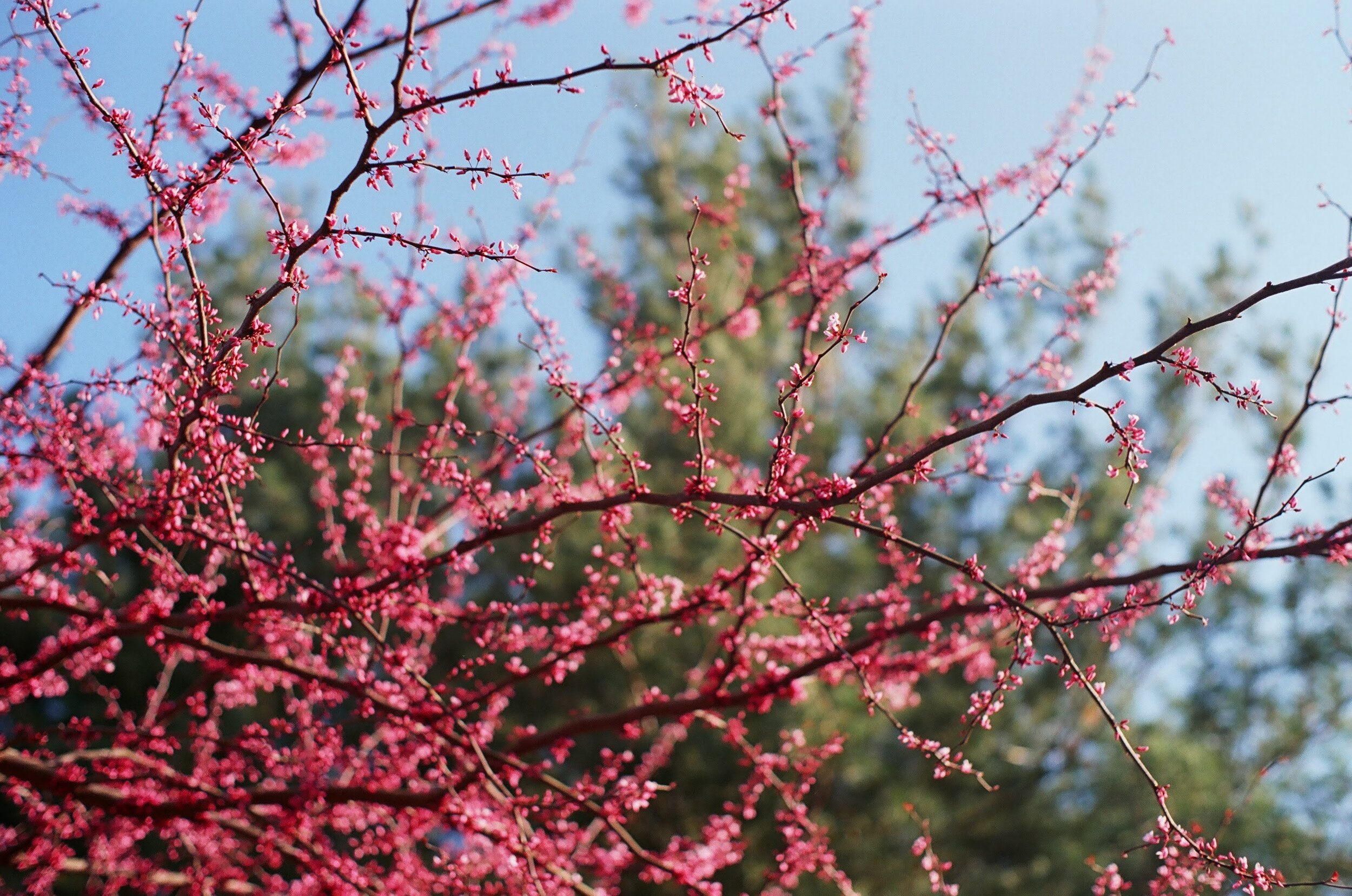 4CA7F173-4A6B-437C-A6BE-B34B59424D5A.jpeg