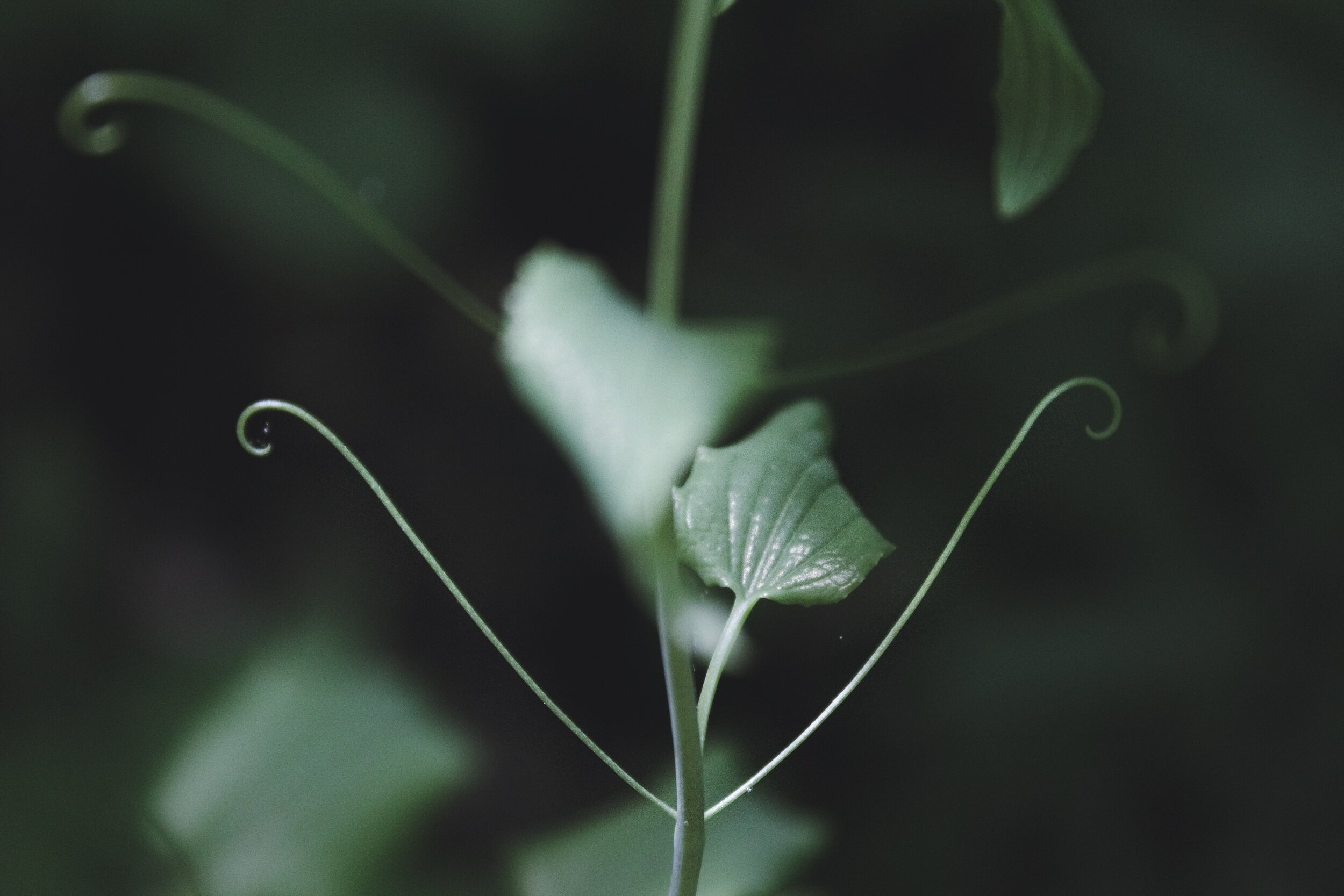 78A1B721-97E7-4D0D-B8BA-B875F091989D.jpeg