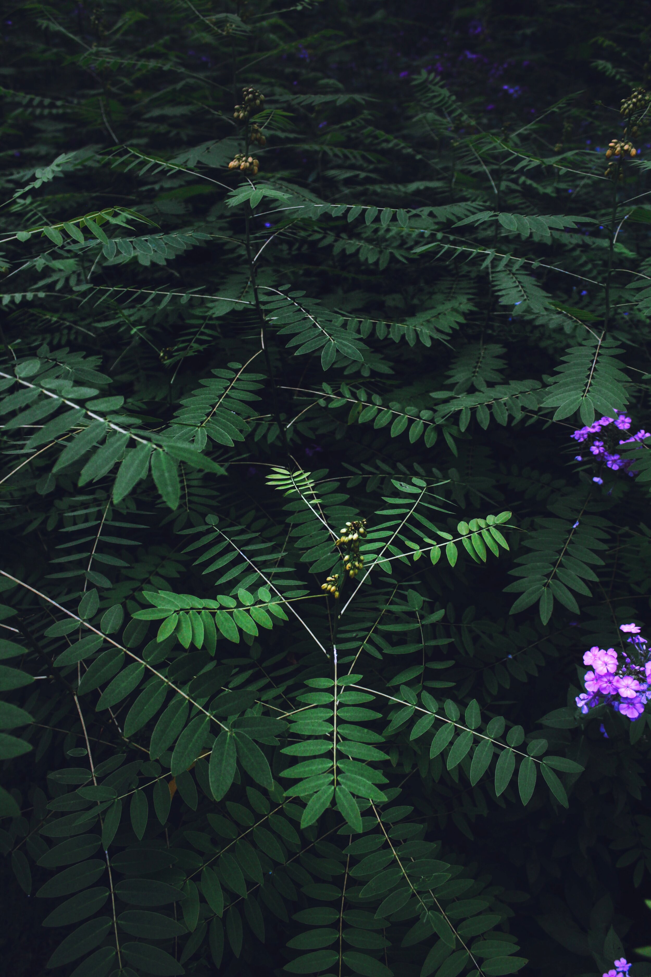 D77F6116-952D-4551-842A-B2DBF4F1AEE3.jpeg
