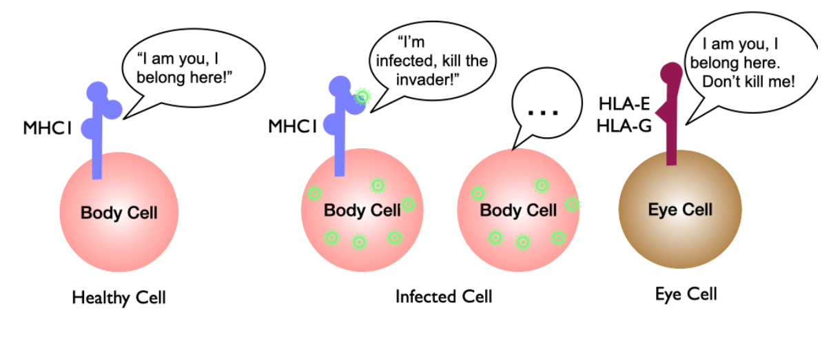 How Does Your Immune System Discover Your Eyes