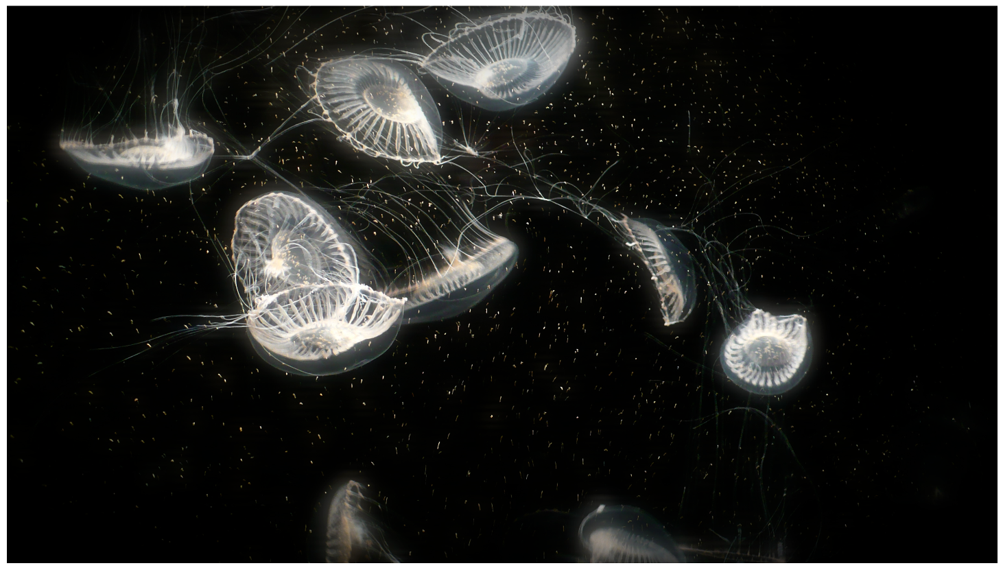 Jellyfish2.png