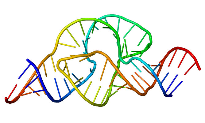 ribozyme.png