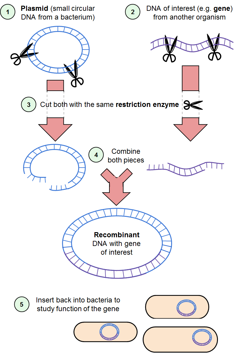 Image 1: First gene-editing technology. Scientists use molecular "scissors" (restriction enzymes) to cut two pieces of DNA. One piece is a small circular DNA called a plasmid, which acts as a holder for the DNA of interest. The other piece is the DNA of interest. The cuts leave overhangs (edges of single stranded DNA) that can then "stick" to each other if it is a complementary sequence. Once the recombinant plasmid is created, the DNA of interest can be studied.