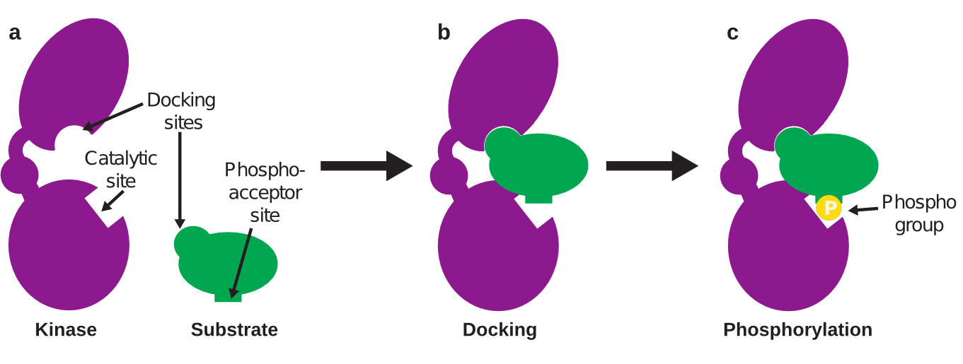 Figure 1. Kinases phosphorylate substrates