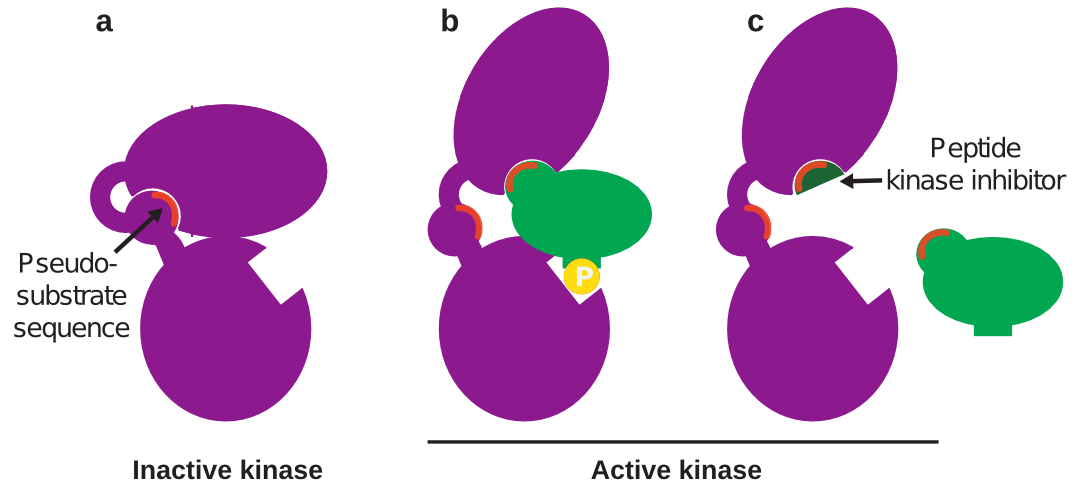 Figure 2: Rationally designed peptide kinase inhibitor.