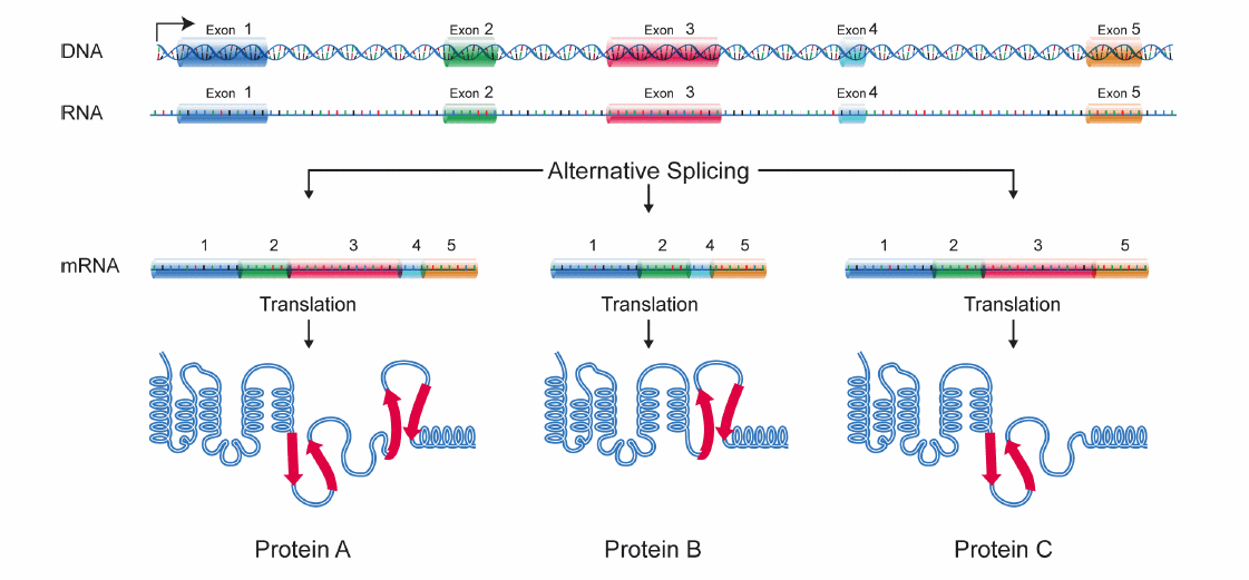 Figure 1: Process of alternative splicing. As shown in the figure, the information-holding bits 1, 2, 3, 4, and 5 can be mixed and matched to form three different mRNA isoforms. These RNAs then lead to two different proteins A, B, and C.
