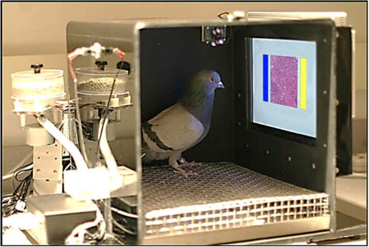 Figure 1: Experimental set-up for training pigeons to diagnose medical images.